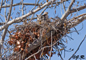 Bubo virginianus